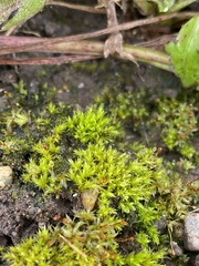 Bryum klinggraeffii