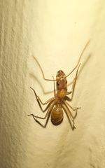 Camponotus festinatus