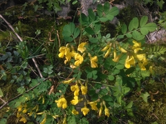 Hippocrepis emerus