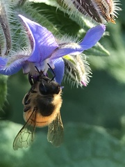 Apis mellifera