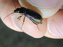 Nebria brevicollis
