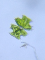 Micrasterias depauperata