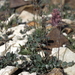 Thalictrum alpinum - Photo (c) Jim Morefield, μερικά δικαιώματα διατηρούνται (CC BY)