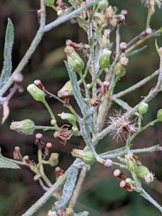 Podosphaera erigerontis-canadensis