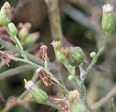 Erigeron floribundus