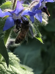 Apis mellifera