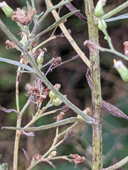 Erigeron floribundus
