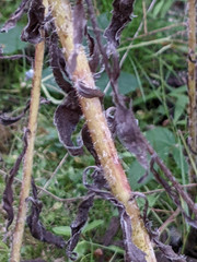 Erigeron floribundus