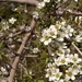 Leptospermum polygalifolium - Photo (c) Tony Rodd, alguns direitos reservados (CC BY-NC-SA)