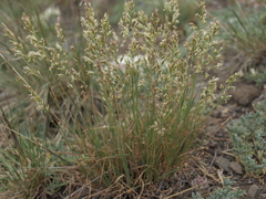 Poa secunda secunda