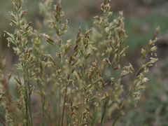 Poa secunda secunda
