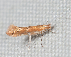 Cremastobombycia solidaginis