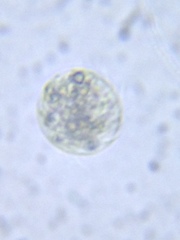 Volvocales