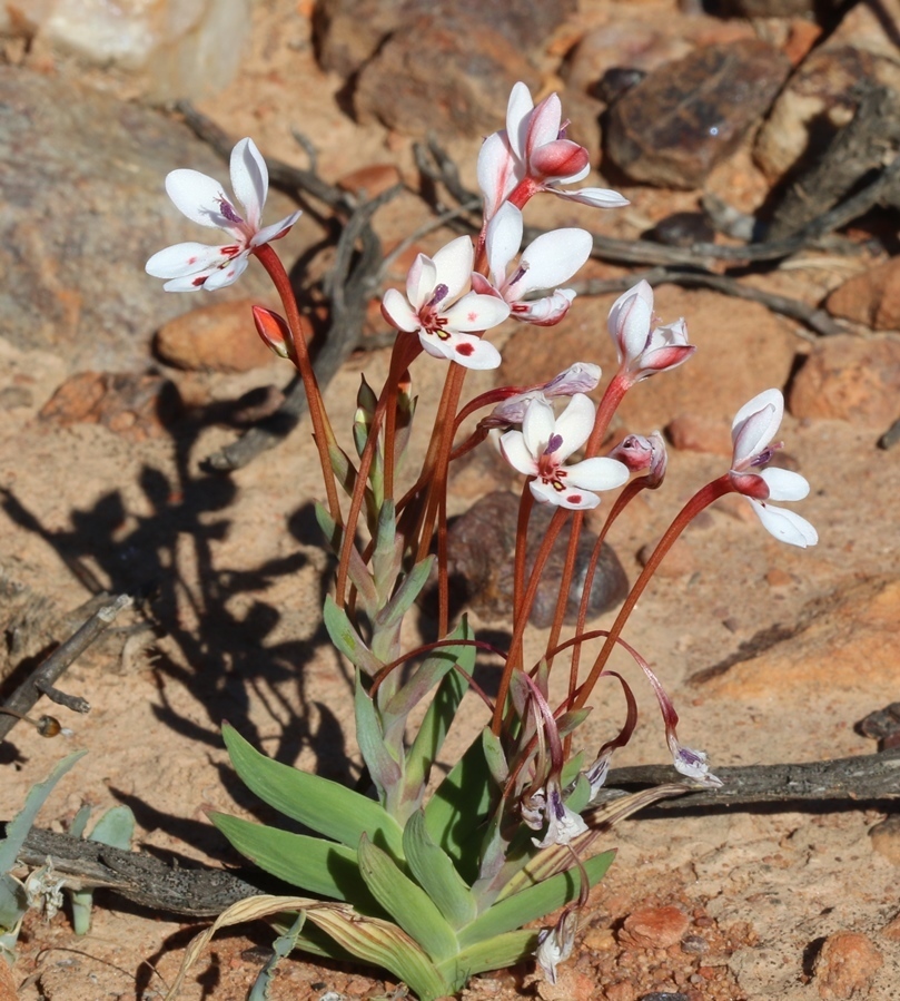 Lapeirousia verecunda