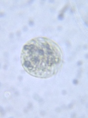Volvocales