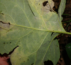 Phytomyza lappae