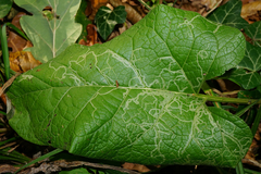 Phytomyza lappae