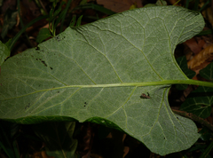 Phytomyza lappae