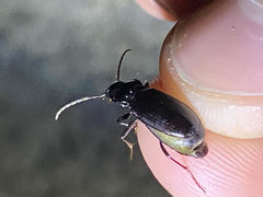 Nebria brevicollis