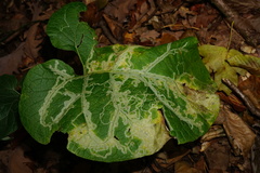 Phytomyza lappae