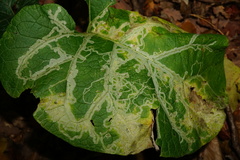 Phytomyza lappae
