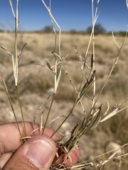 Bouteloua barbata barbata