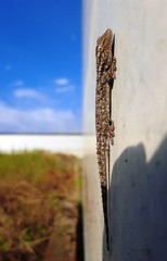 Tarentola mauritanica