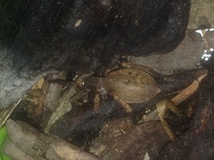 Uliodon albopunctatus