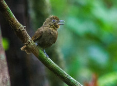 Schiffornis veraepacis