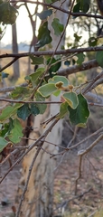 Petalostigma pubescens