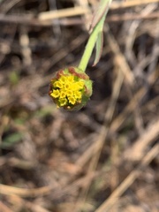 Lasiosiphon sericocephalus
