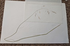 Piptatheropsis canadensis