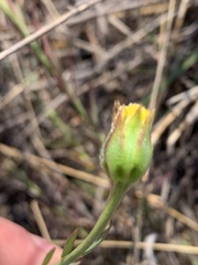 Lasiosiphon sericocephalus