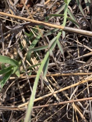 Lasiosiphon sericocephalus