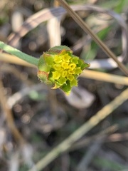 Lasiosiphon sericocephalus