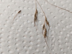 Piptatheropsis canadensis