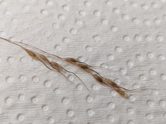 Piptatheropsis canadensis