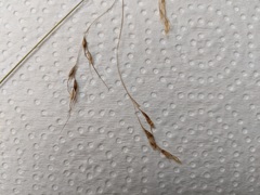 Piptatheropsis canadensis