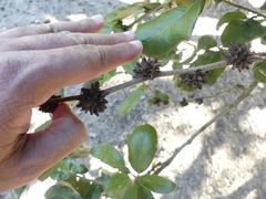 Andricus quercusfoliatus