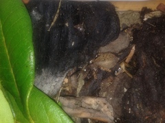 Uliodon albopunctatus