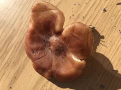Bonomyces sinopicus