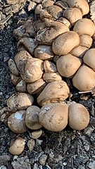 Apioperdon pyriforme