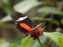 Heliconius clysonymus clysonymus