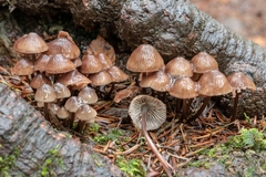 Mycena stipata