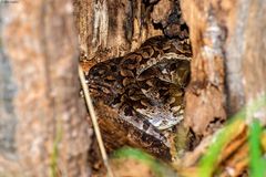 Acrantophis dumerili