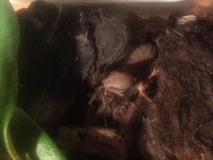 Uliodon albopunctatus