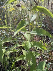 Eupatorium × truncatum