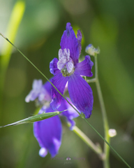 Delphinium patens