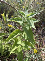 Eupatorium × truncatum