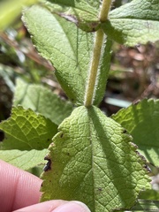 Eupatorium × truncatum